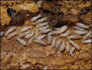 Des termites