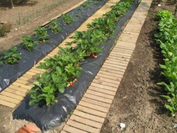 comment planter les fraises