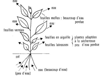 L'eau et la plante