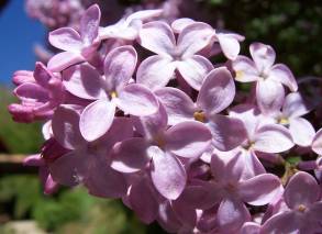 Le lilas