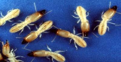 Les Termites de Saintonge